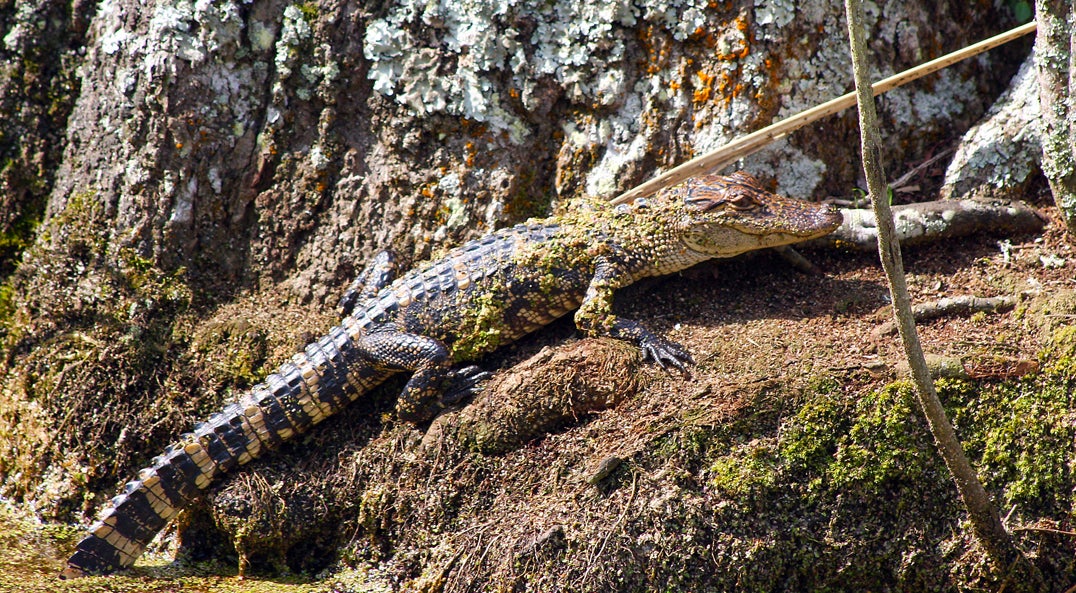 yearling alligator lying on tree root