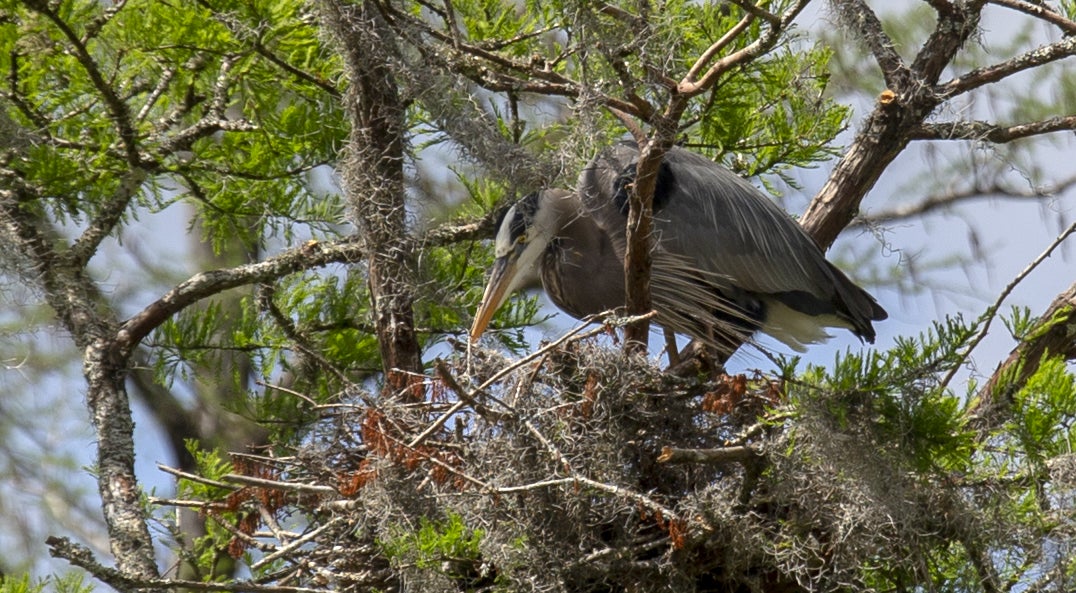 blue heron standing in nest