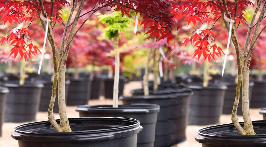 Japanese red maple trees